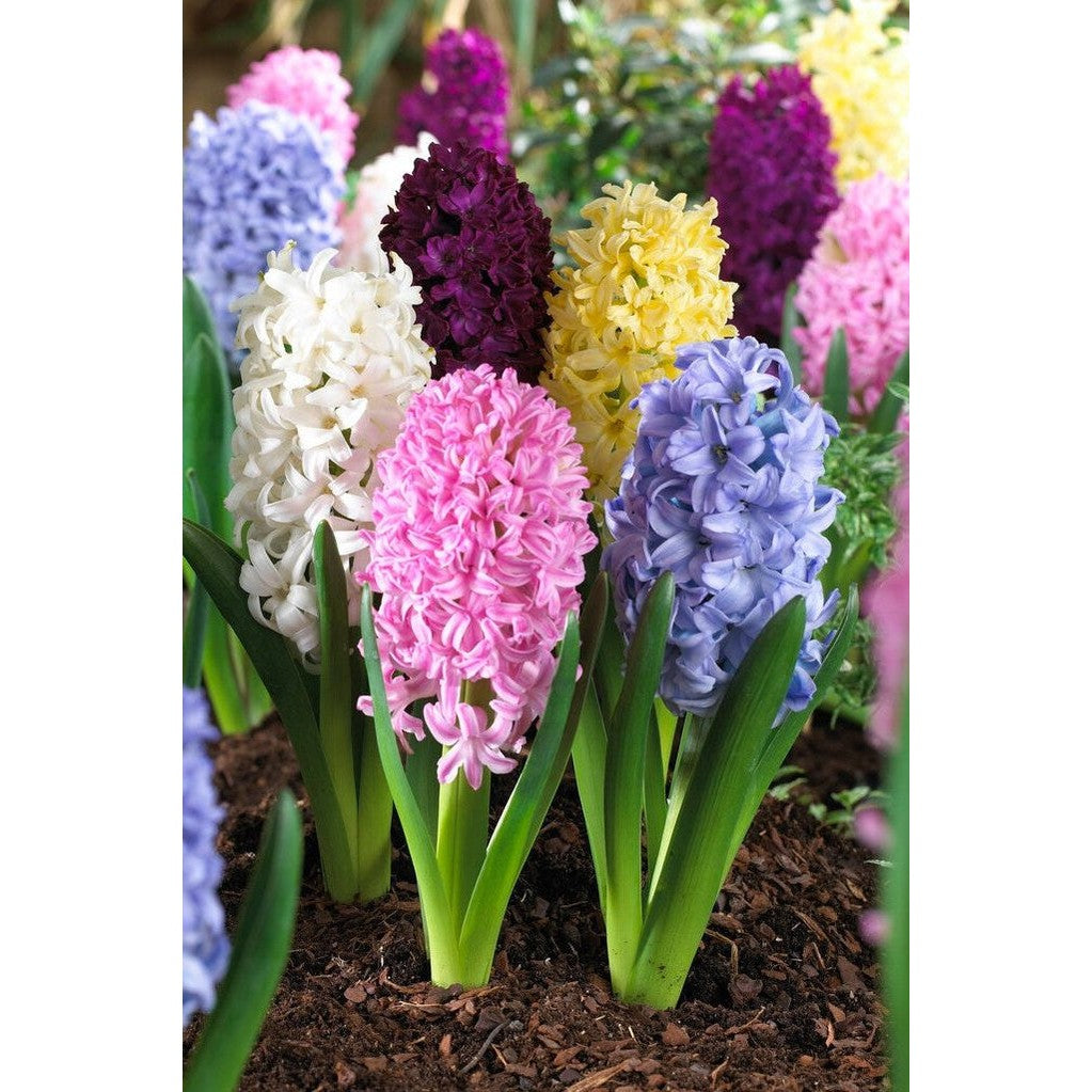 Hyacint 'Orientalis Mixed' 5-pack